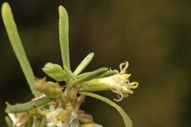 APII jpeg image of Olearia dampieri subsp. dampieri  © contact APII