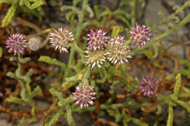 APII jpeg image of Pterocaulon sphaeranthoides  © contact APII