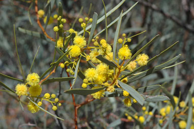 APII jpeg image of Acacia murrayana  © contact APII