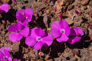 APII jpeg image of Calandrinia primuliflora  © contact APII