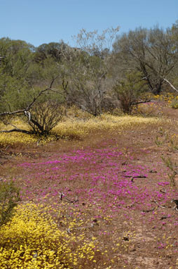 APII jpeg image of Calandrinia primuliflora  © contact APII