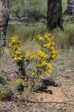 APII jpeg image of Acacia erinacea  © contact APII