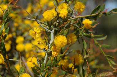 APII jpeg image of Acacia erinacea  © contact APII