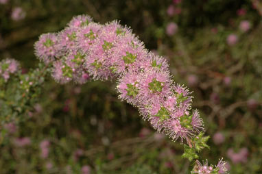 APII jpeg image of Kunzea ambigua x capitata  © contact APII