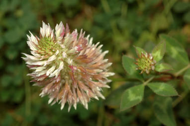 APII jpeg image of Trifolium vesiculosum  © contact APII