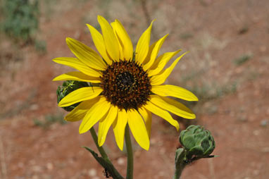 APII jpeg image of Helianthus annuus  © contact APII