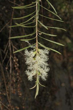 APII jpeg image of Melaleuca linariifolia 'Snowstorm'  © contact APII