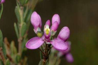 APII jpeg image of Comesperma retusum  © contact APII