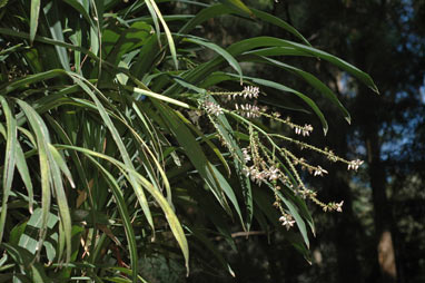 APII jpeg image of Cordyline congesta  © contact APII