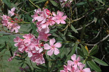 APII jpeg image of Nerium oleander  © contact APII