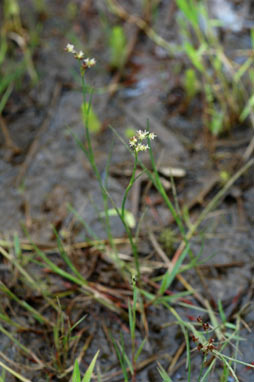 APII jpeg image of Juncus sandwithii  © contact APII