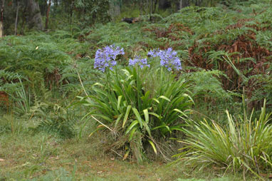 APII jpeg image of Agapanthus praecox subsp. orientalis  © contact APII