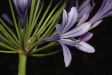 APII jpeg image of Agapanthus praecox subsp. orientalis  © contact APII