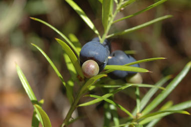 APII jpeg image of Podocarpus spinulosus  © contact APII