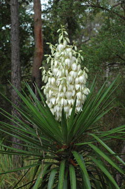 APII jpeg image of Yucca aloifolia  © contact APII