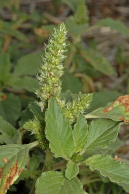 APII jpeg image of Amaranthus retroflexus  © contact APII