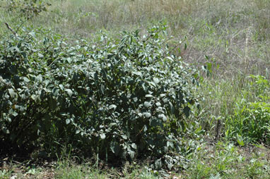 APII jpeg image of Solanum nigrum  © contact APII