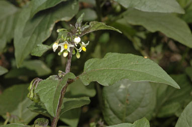 APII jpeg image of Solanum nigrum  © contact APII