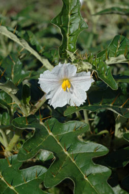 APII jpeg image of Solanum cinereum  © contact APII