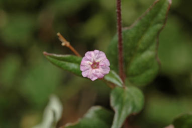 APII jpeg image of Boerhavia dominii  © contact APII