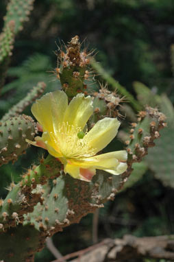 APII jpeg image of Opuntia monacantha  © contact APII