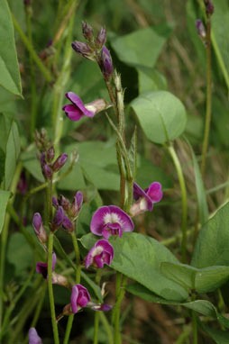 APII jpeg image of Glycine tabacina  © contact APII