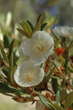 APII jpeg image of Eucryphia wilkiei  © contact APII