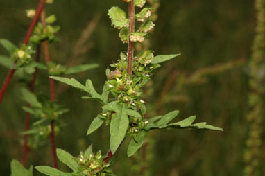 APII jpeg image of Ambrosia artemisiifolia  © contact APII