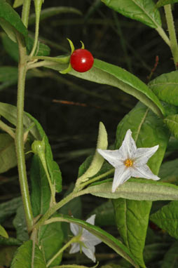 APII jpeg image of Solanum stelligerum  © contact APII