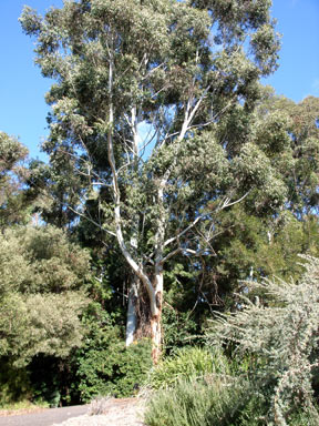 APII jpeg image of Eucalyptus grandis  © contact APII