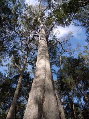 APII jpeg image of Corymbia maculata  © contact APII