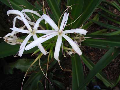 APII jpeg image of Crinum pedunculatum  © contact APII