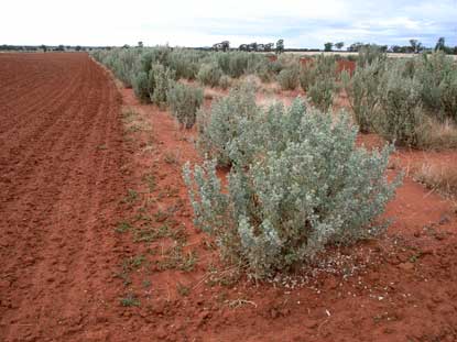 APII jpeg image of Atriplex nummularia  © contact APII