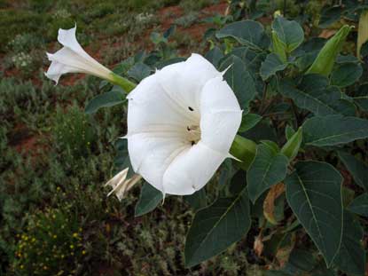 APII jpeg image of Datura inoxia  © contact APII