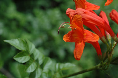 APII jpeg image of Tecoma capensis  © contact APII