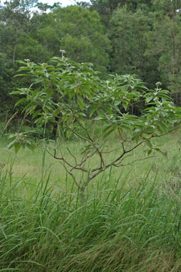 APII jpeg image of Solanum mauritianum  © contact APII