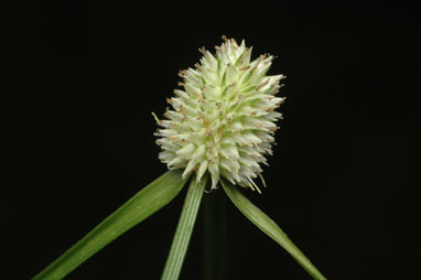 APII jpeg image of Cyperus sesquiflorus  © contact APII