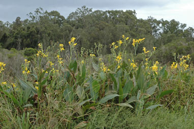 APII jpeg image of Canna indica  © contact APII