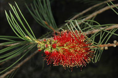 APII jpeg image of Callistemon teretifolius  © contact APII