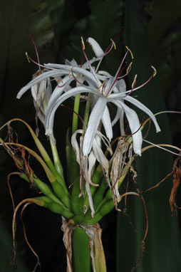 APII jpeg image of Crinum pedunculatum  © contact APII