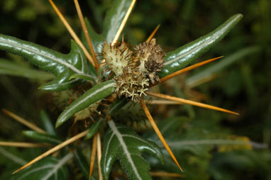 APII jpeg image of Xanthium spinosum  © contact APII