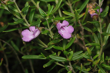 APII jpeg image of Prostanthera linearis  © contact APII