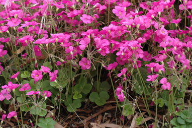 APII jpeg image of Oxalis bowiei  © contact APII