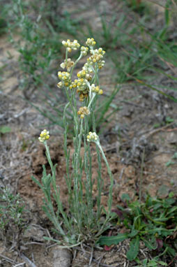 APII jpeg image of Helichrysum luteoalbum  © contact APII