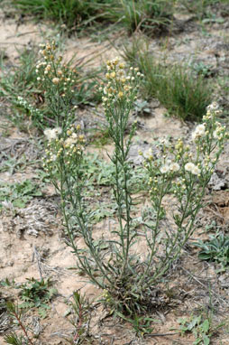 APII jpeg image of Erigeron bonariensis  © contact APII