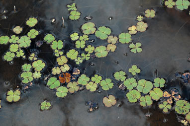 APII jpeg image of Marsilea drummondii  © contact APII