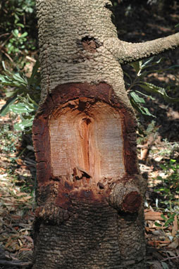 APII jpeg image of Banksia serrata  © contact APII