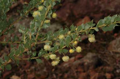 APII jpeg image of Acacia cremiflora  © contact APII