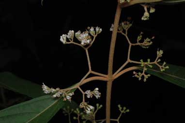 APII jpeg image of Callicarpa longifolia  © contact APII