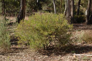 APII jpeg image of Prostanthera linearis  © contact APII